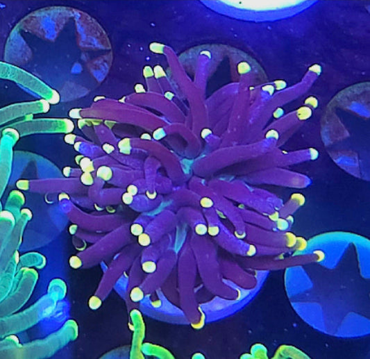 WYSIWYG Purple with Yellow tip Torch coral - Shipwreck Cove Corals