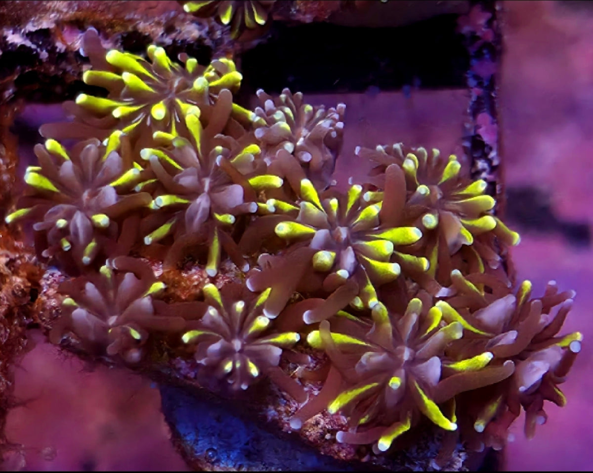 WYSIWYG Mother Of All Galaxia Coral Frag