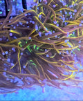 WYSIWYG Ultra Indo Gold Torch Coral 1 Head
