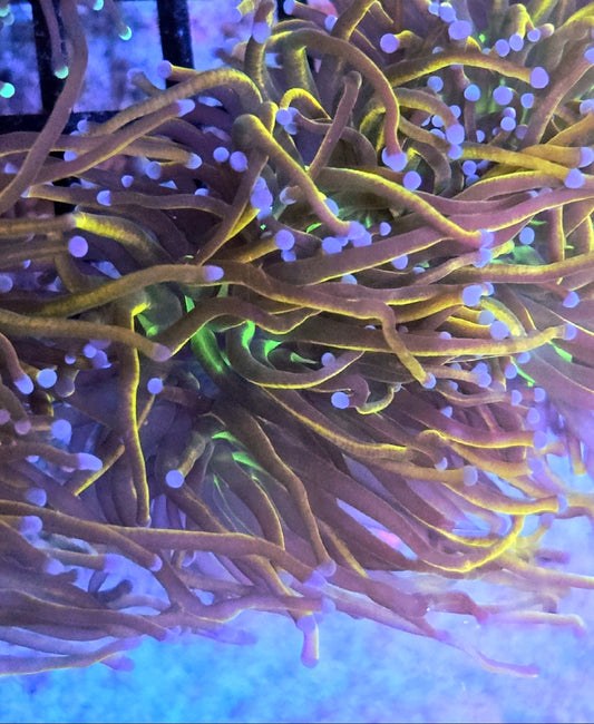 WYSIWYG Ultra Indo Gold Torch coral 1 head