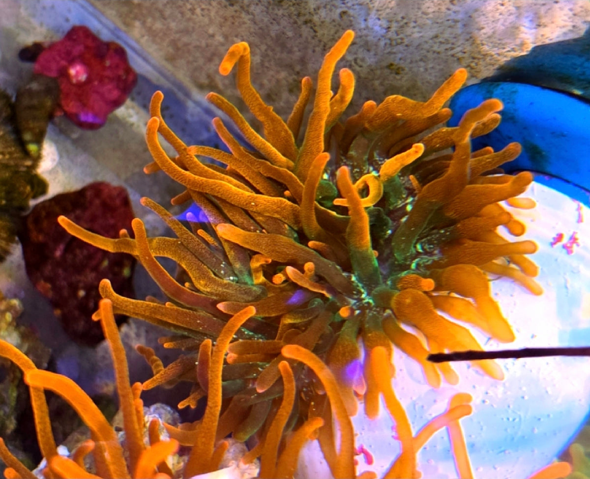 WYSIWYG Rose Bubble Tip Anemone
