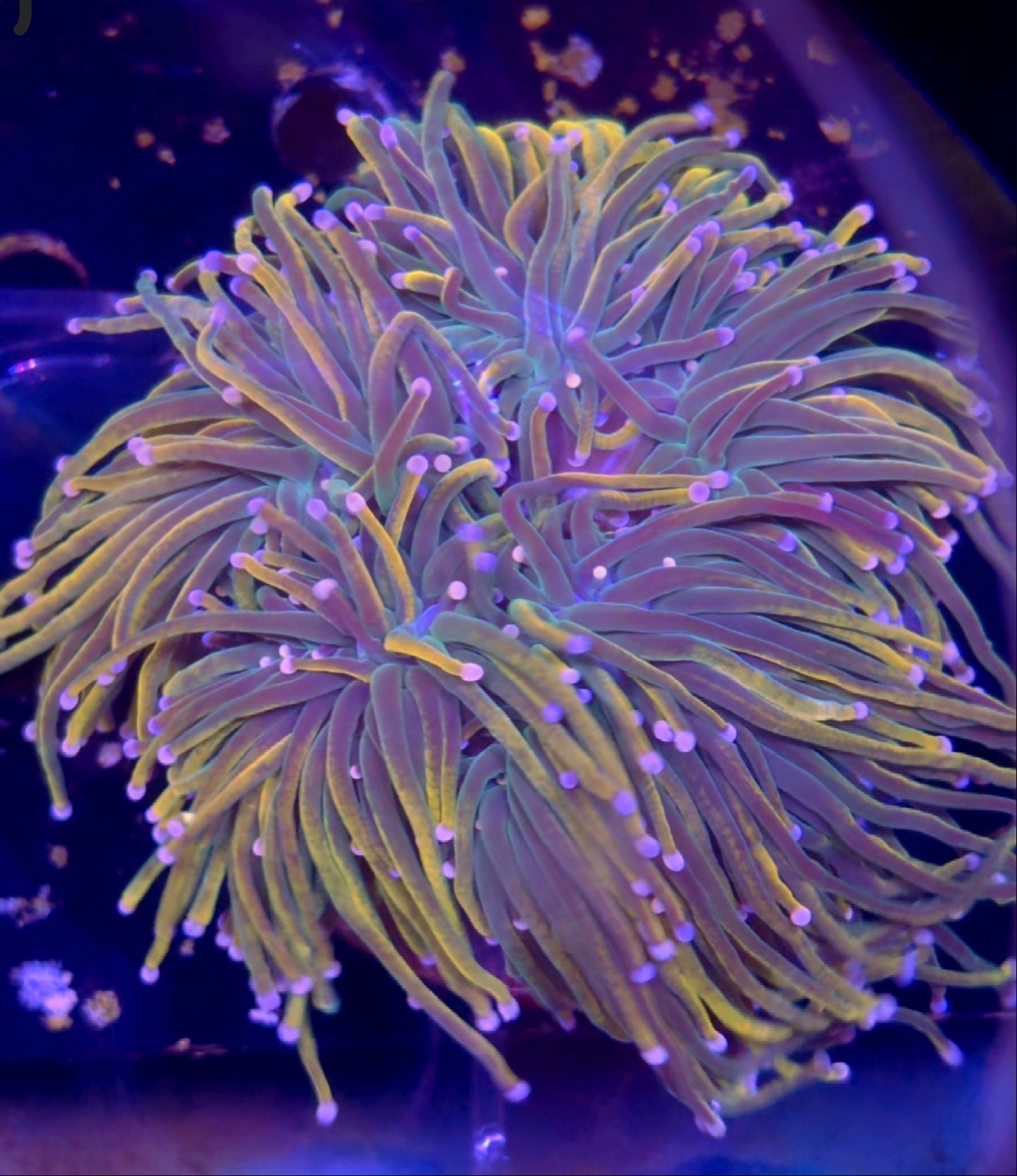 Rapunzel Holy Grail Torch Coral 1 head - Shipwreck Cove Corals