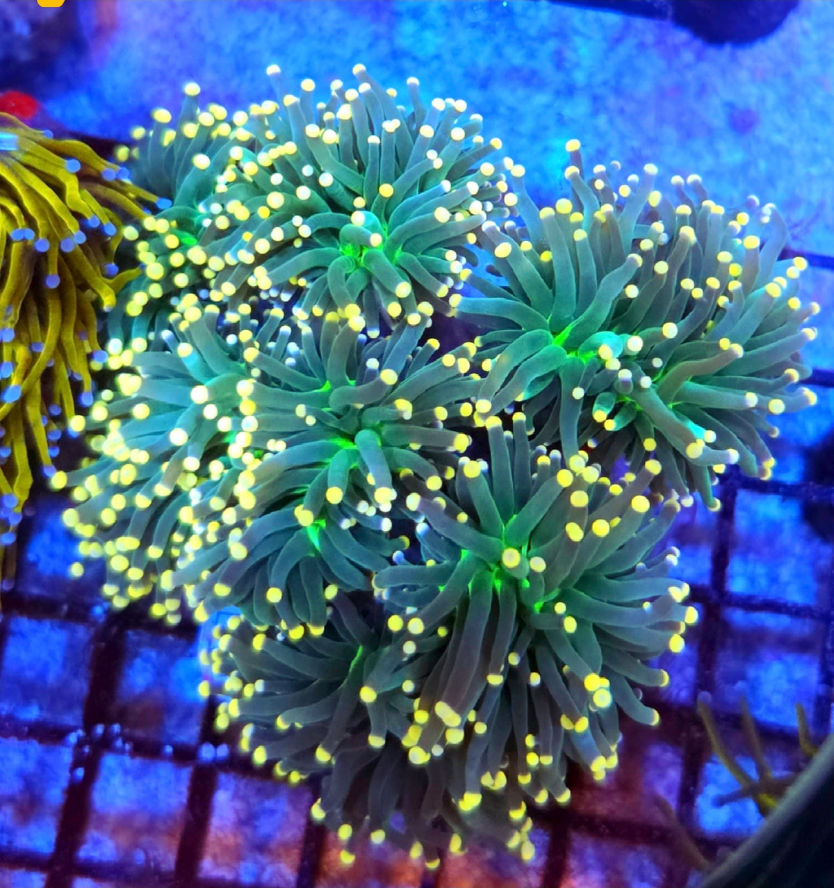 Lemon Drop Torch Coral Frag 1 Head