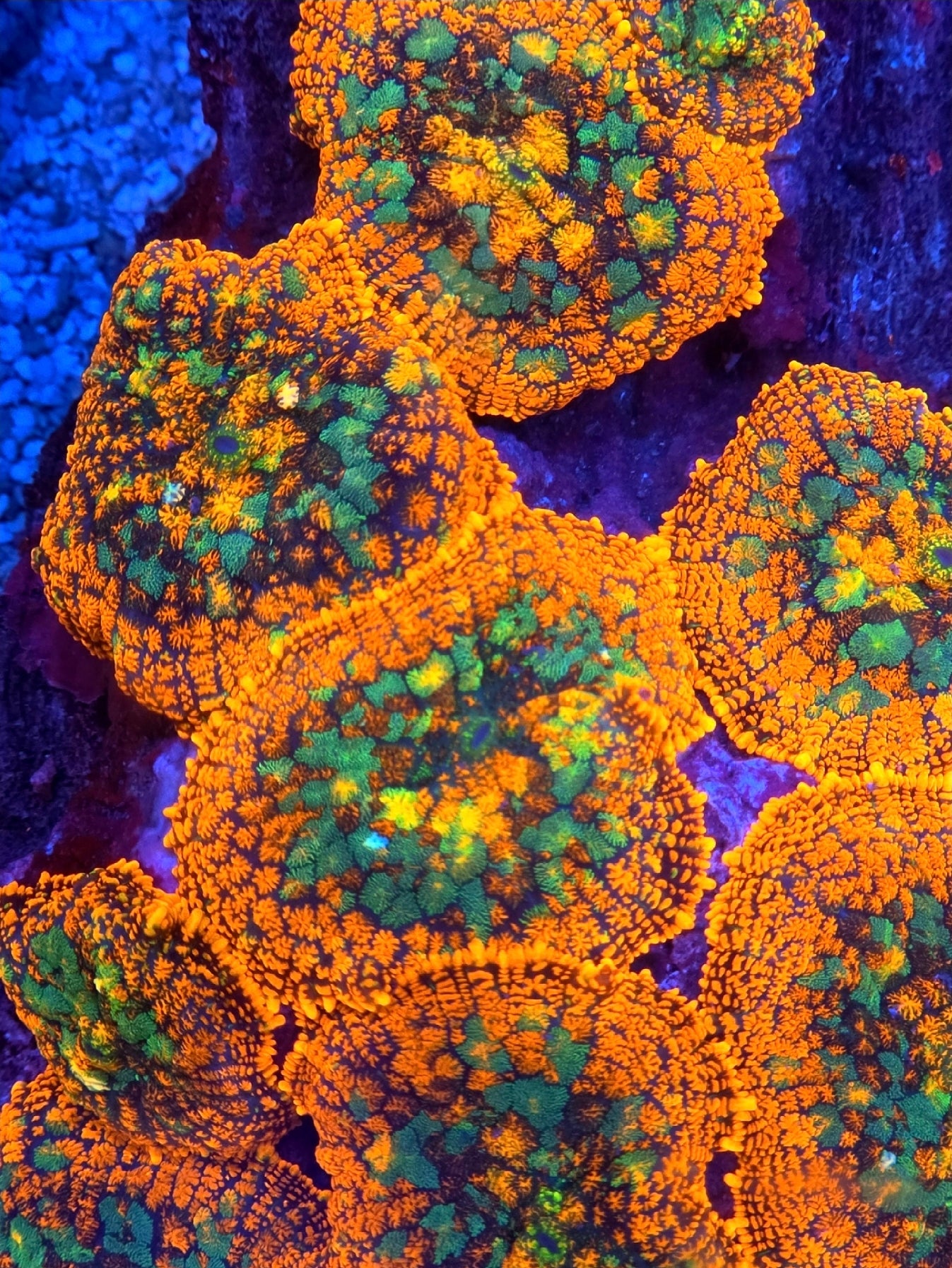 Rainbow Drop Rohdactus Mushroom Coral Frag 1 Mushroom