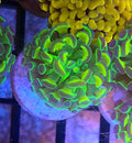 WYSIWYG Hologram Hammer Coral Frag