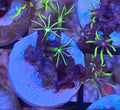 WYSIWYG Kellys GSP Coral Frag