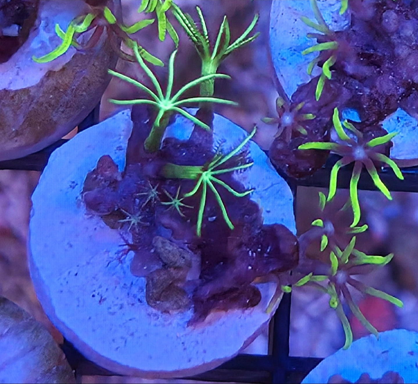 WYSIWYG Kellys GSP Coral Frag