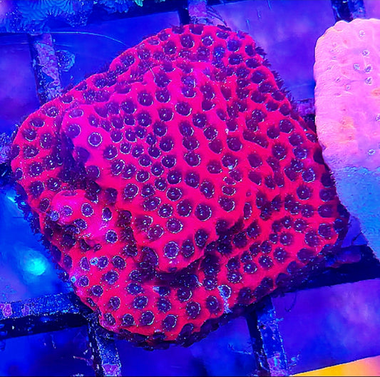 WYSIWYG Paradise Punch Monti coral frag