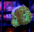 WYSIWYG Speckled Green Blasto Coral Frag 2 Heads