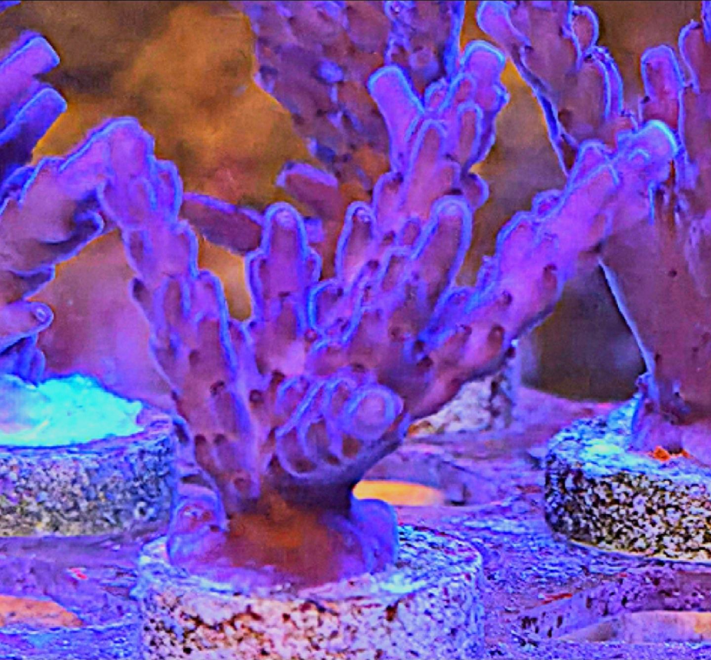 WYSIWYG Purple Valida Acro coral Frag