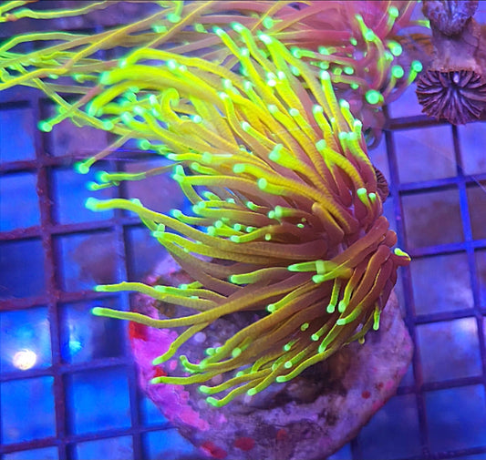 WYSIWYG Ultra Dragon Soul Torch Coral