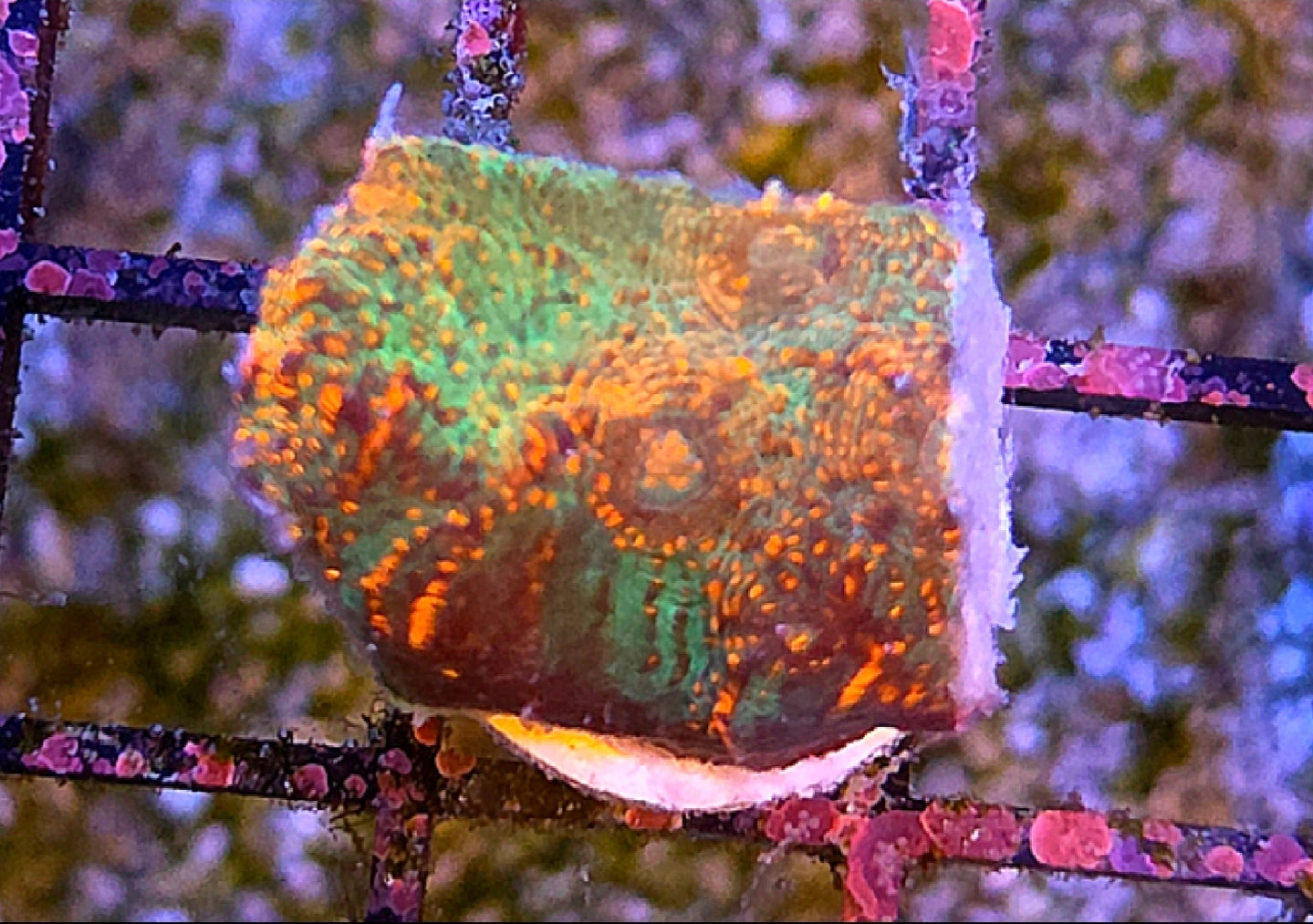 WYSIWYG CB Chameleon Chalice Coral Frag