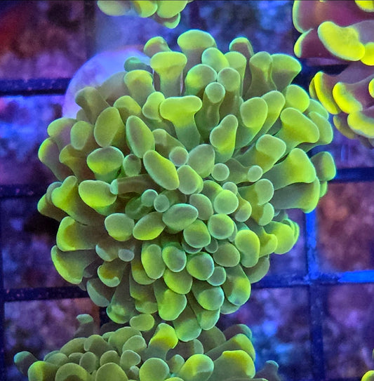 WYSIWYG Ultra Gold Hammer coral 1 head