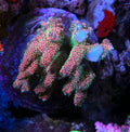RDZ Fuzzy Wuzzy Acropora Millepora SPS Coral