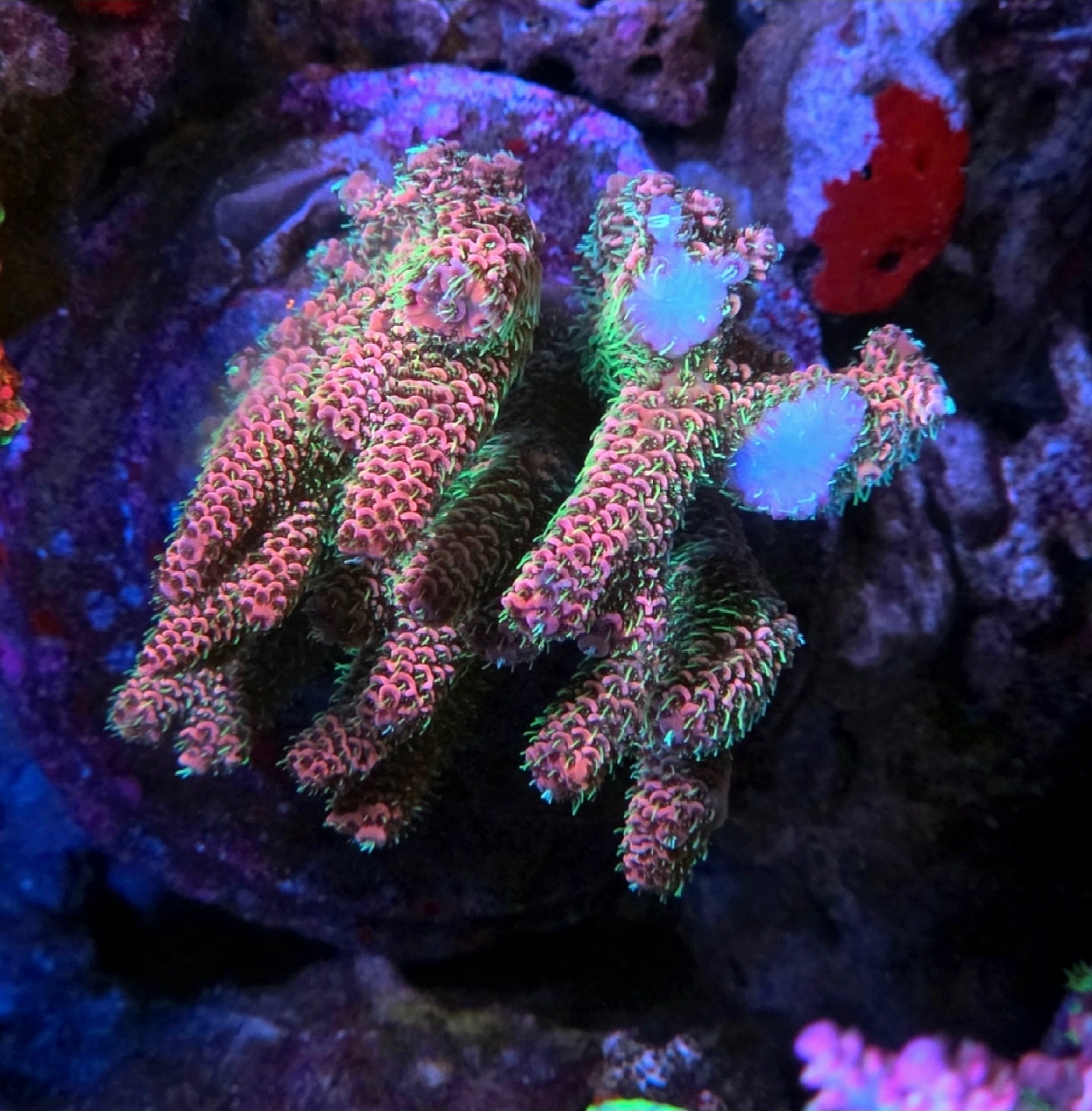 RDZ Fuzzy Wuzzy Acropora Millepora SPS Coral