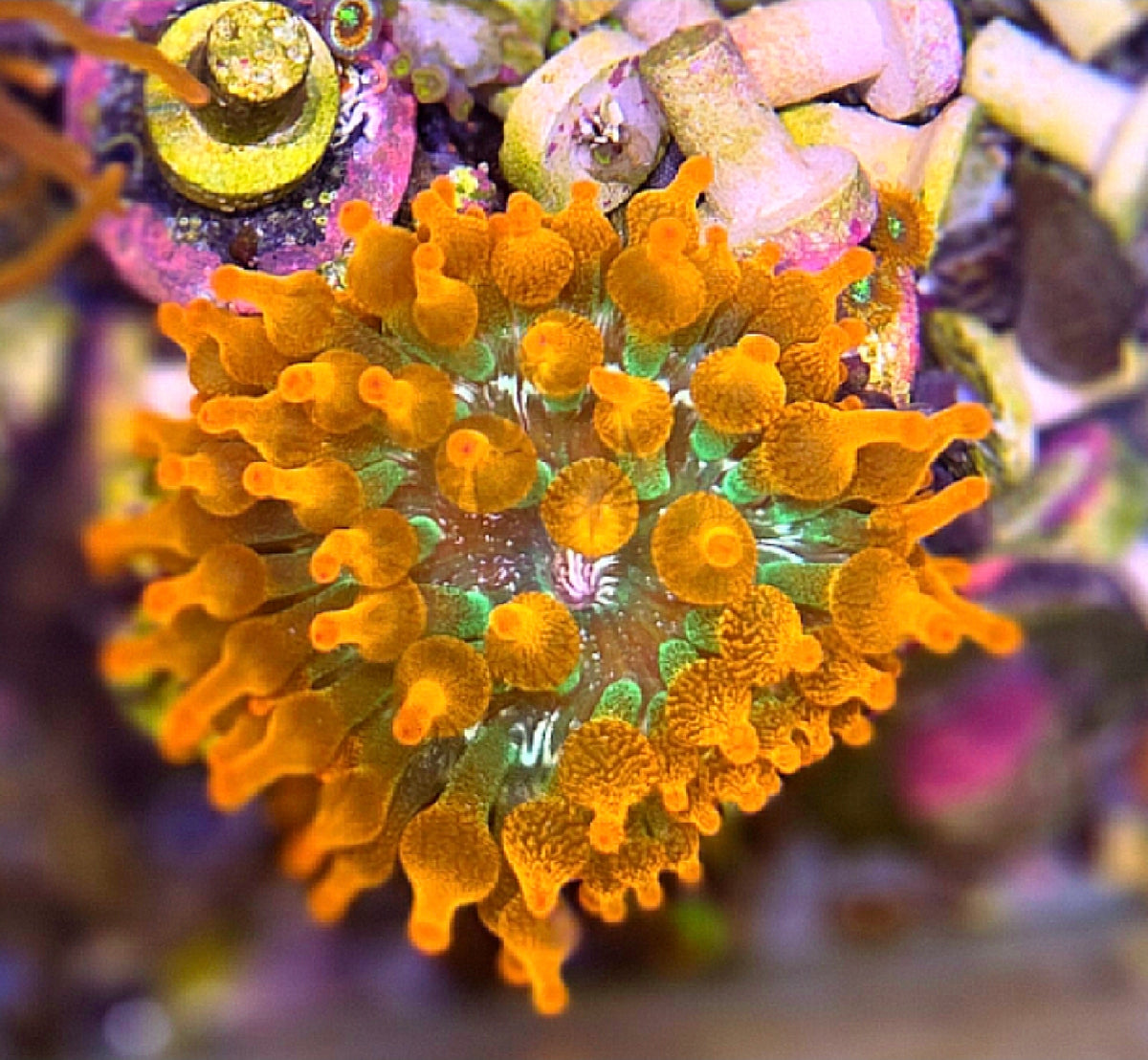 WYSIWYG Rose Bubble Tip Anemone