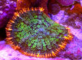 WYSIWYG Frankenstein Bounce Mushroom coral - Shipwreck Cove Corals