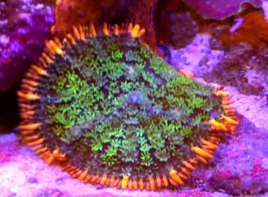WYSIWYG Frankenstein Bounce Mushroom coral - Shipwreck Cove Corals