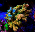 Sunset Millepora Acropora SPS Coral