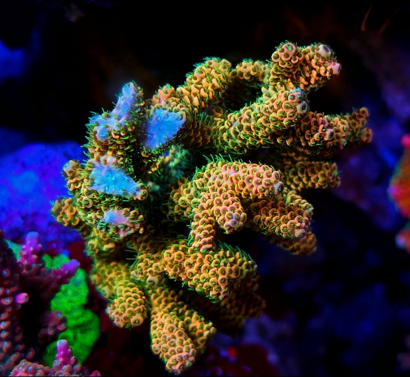 Sunset Millepora Acropora SPS Coral