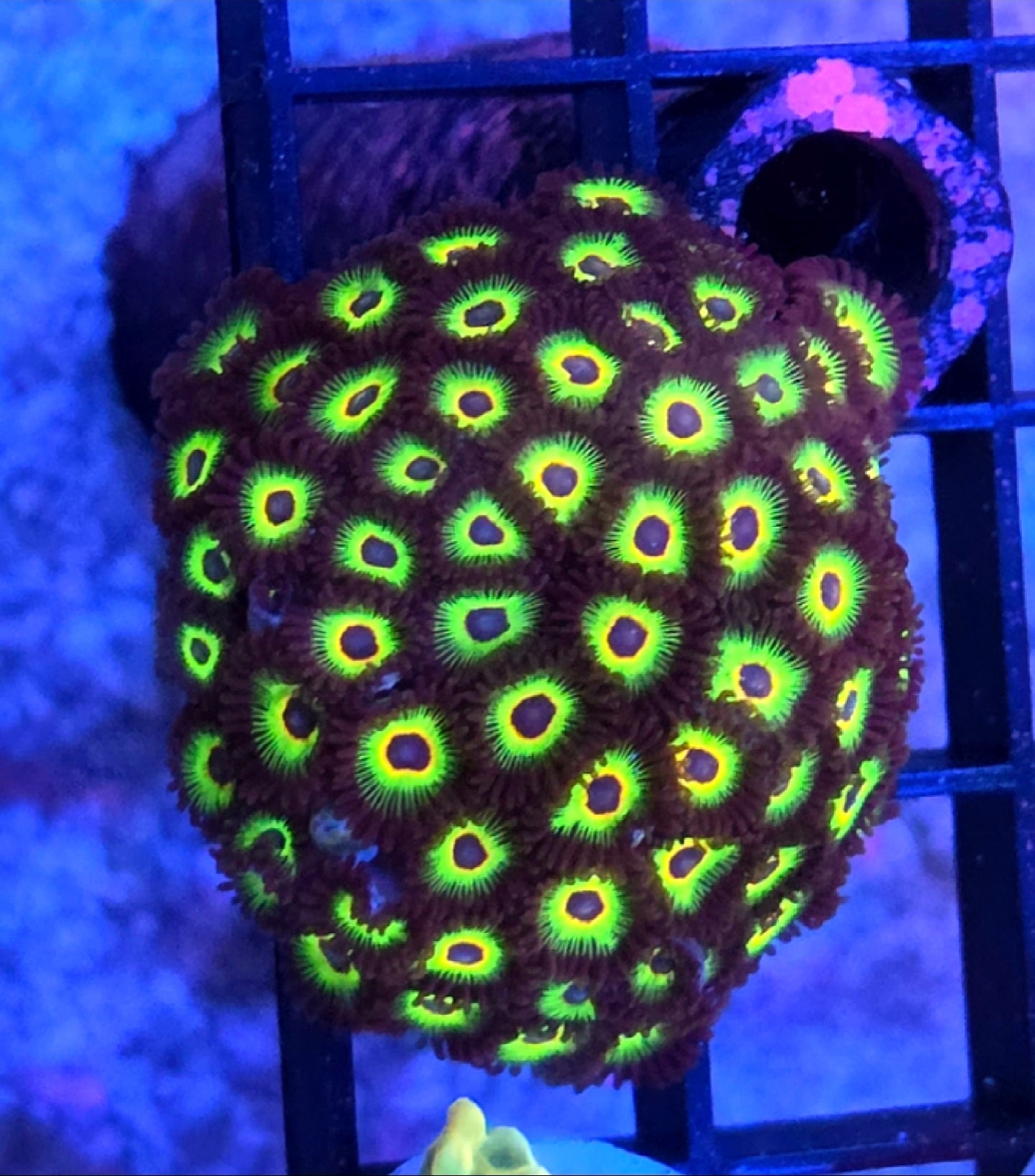 WYSIWYG Bob Marley Zoa Coral Mini Colony