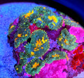 Sunkist Carpet Rhodactus Mushroom Coral Frag One Mushroom 1 Head
