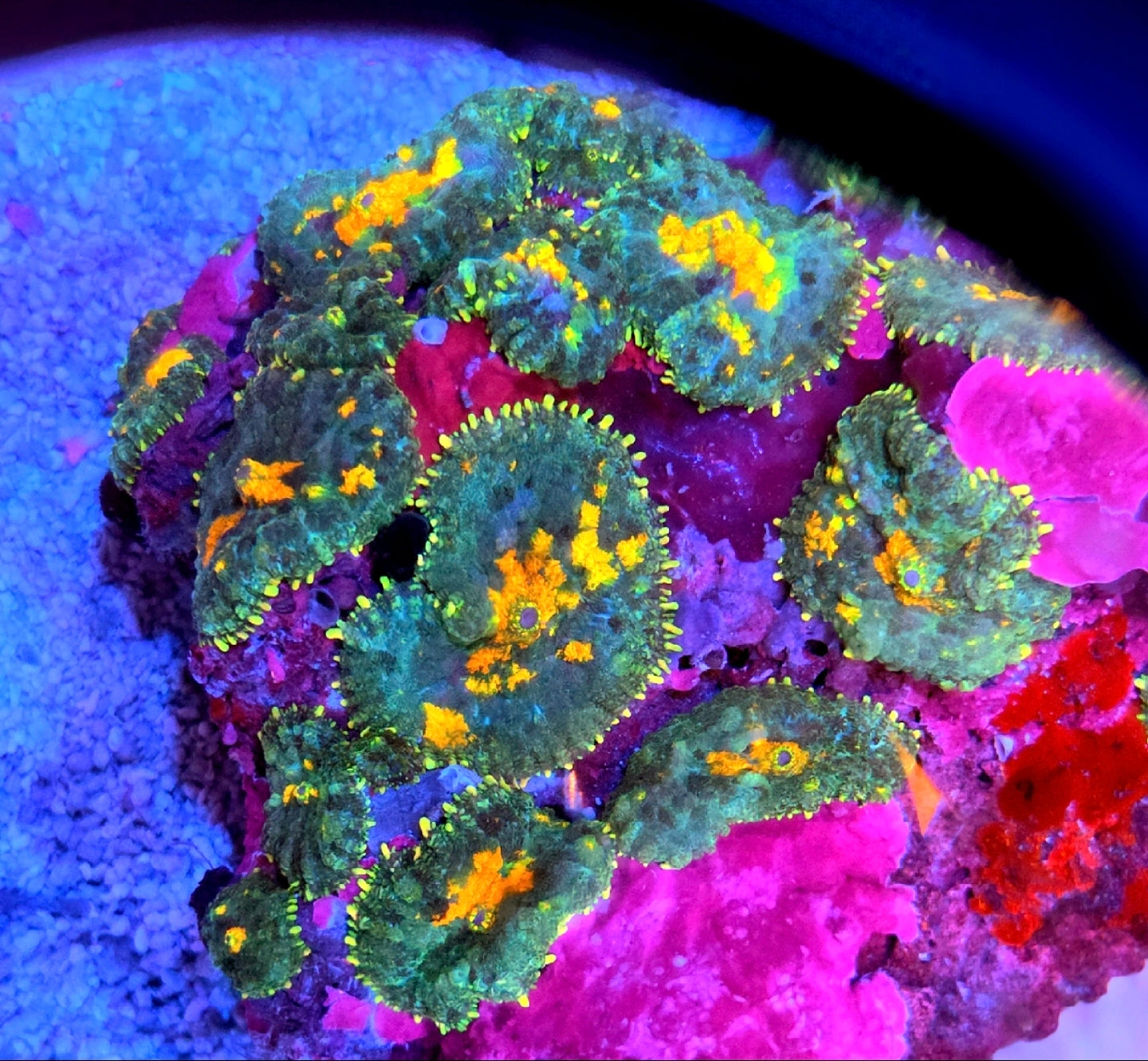 Sunkist Carpet Rhodactus Mushroom Coral Frag One Mushroom 1 Head