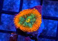 WYSIWYG Rainbow Drop Rhodactus Mushroom Coral Frag 1 Mushroom