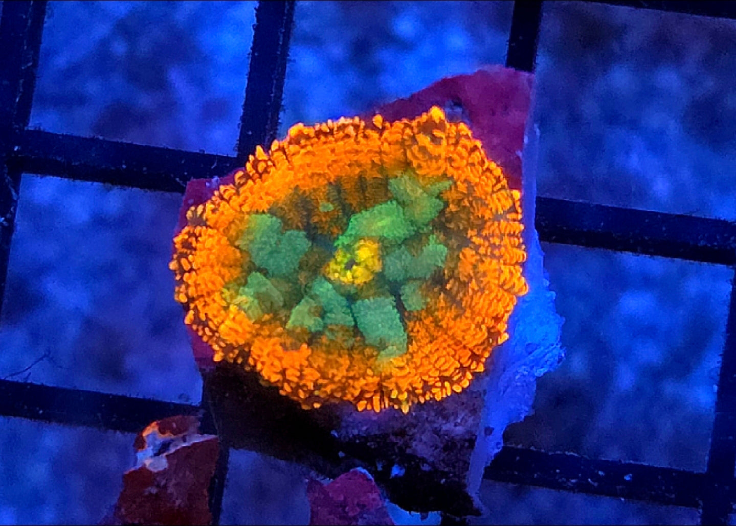 WYSIWYG Rainbow Drop Rhodactus Mushroom Coral Frag 1 Mushroom