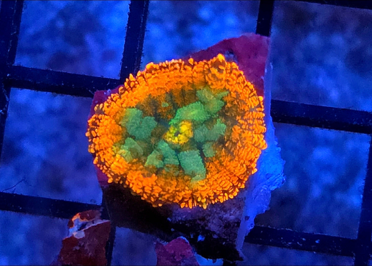 WYSIWYG Rainbow Drop Rhodactus Mushroom Coral Frag 1 Mushroom