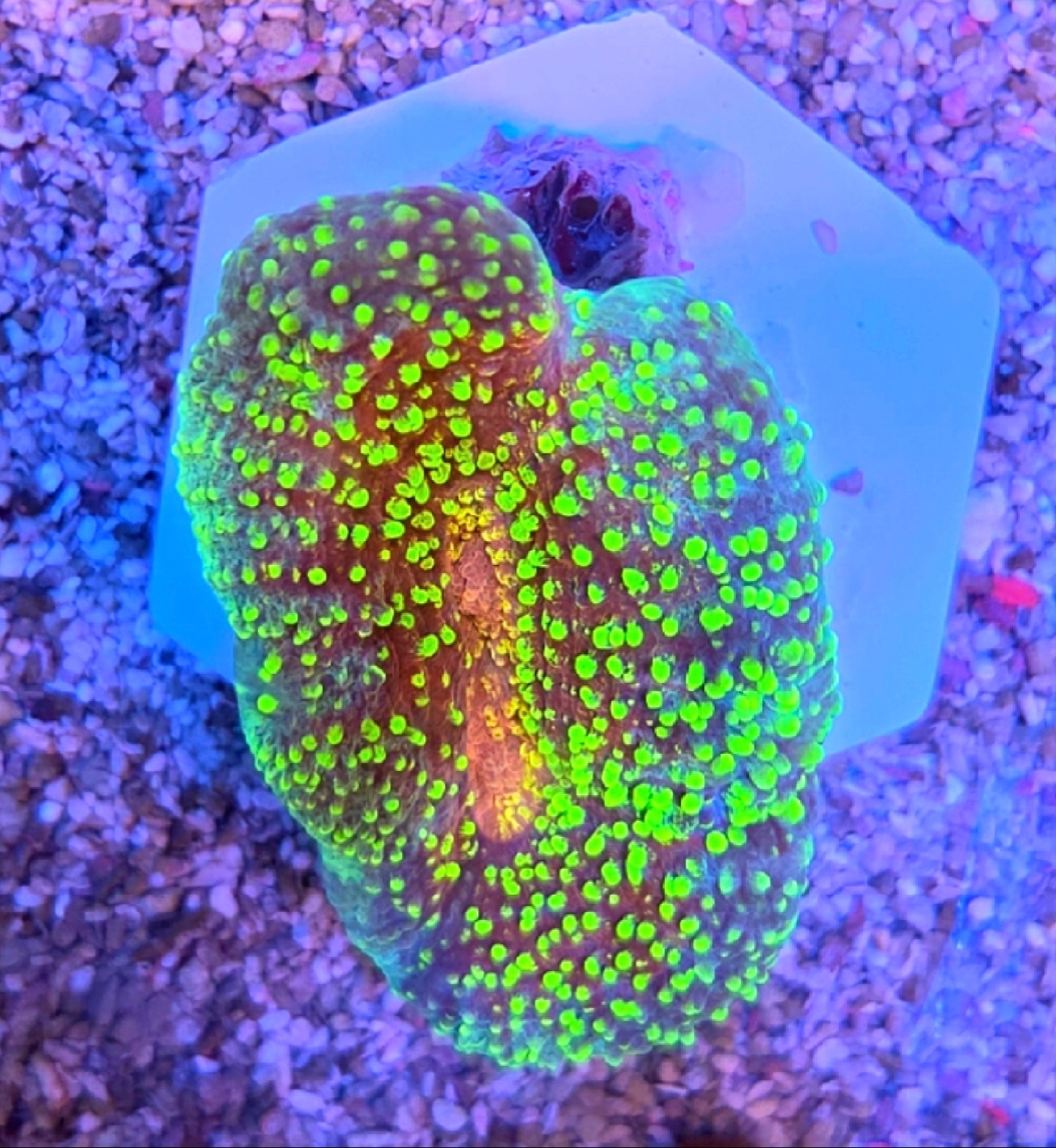 WYSIWYG Magic Carpet Lobo Coral Sml