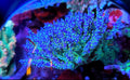 Tri-Color Valida Acropora SPS Coral Frag