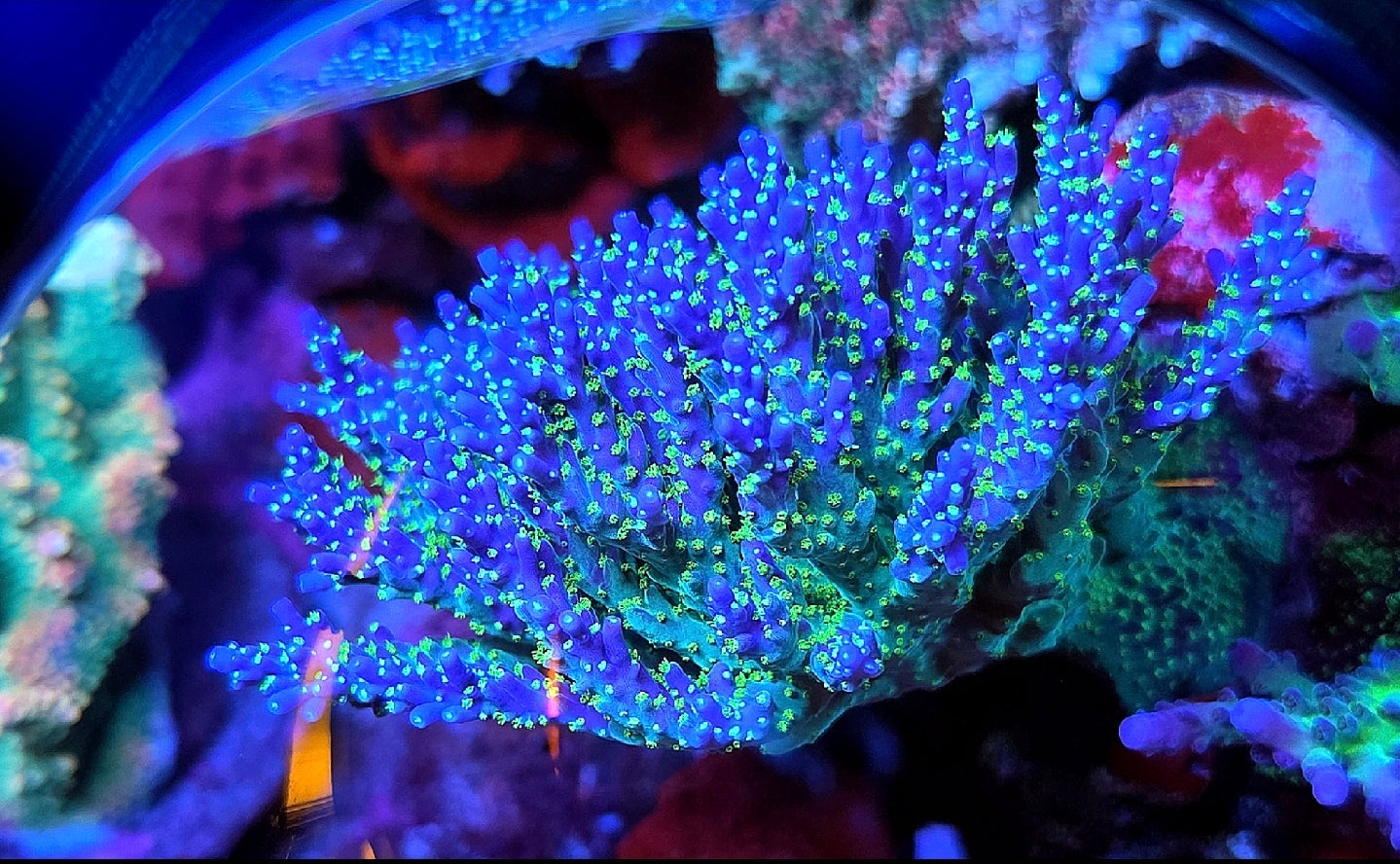 Tri-Color Valida Acropora SPS Coral Frag