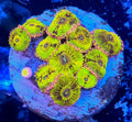 Chiquita Zoanthid Coral