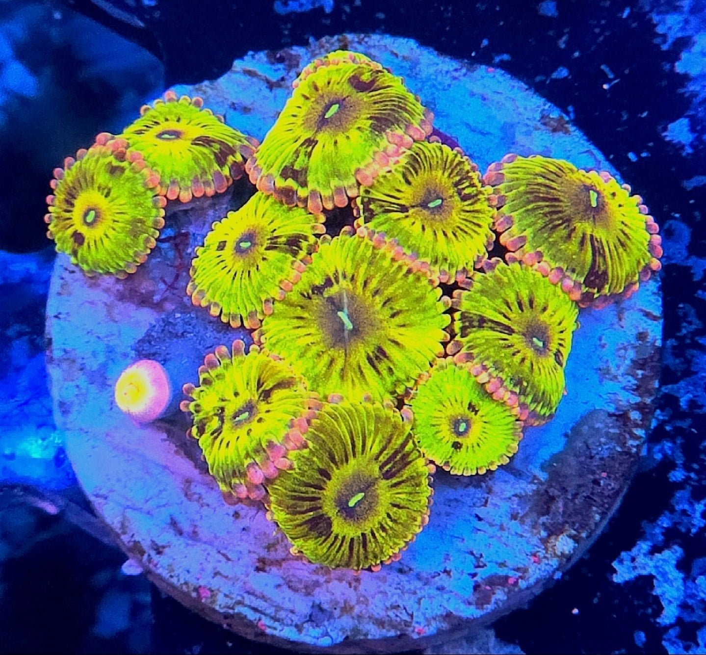 Chiquita Zoanthid Coral