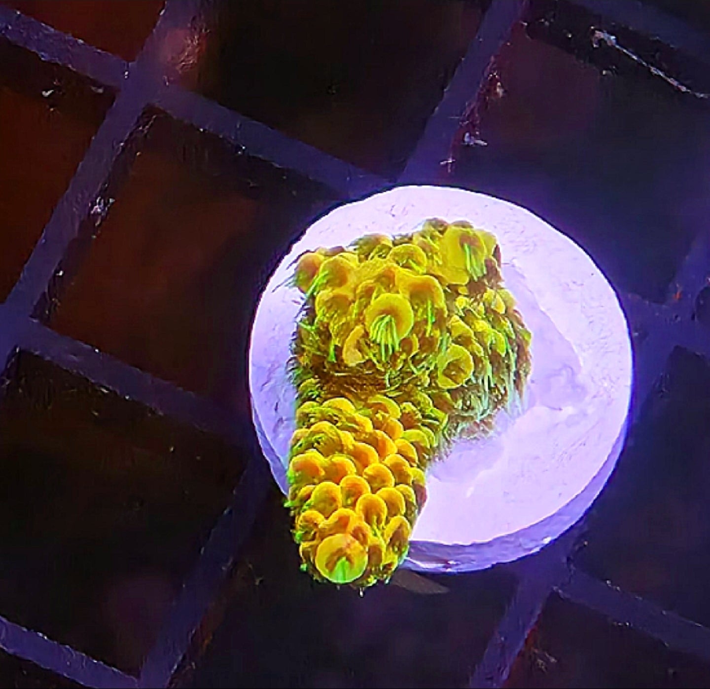 WYSIWYG Sunset Mille Acro Coral frag