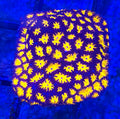 WYSIWYG Halloween Leptastrea Coral Frag