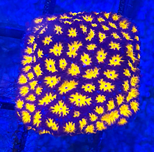 WYSIWYG Halloween Leptastrea coral frag