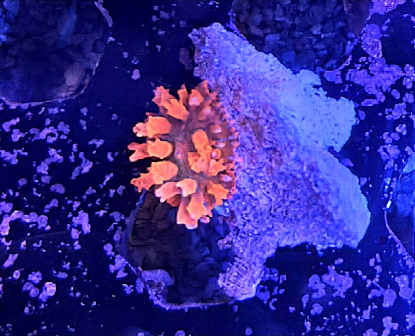 WYSIWYG Flamethrower Bounce Mushroom Coral