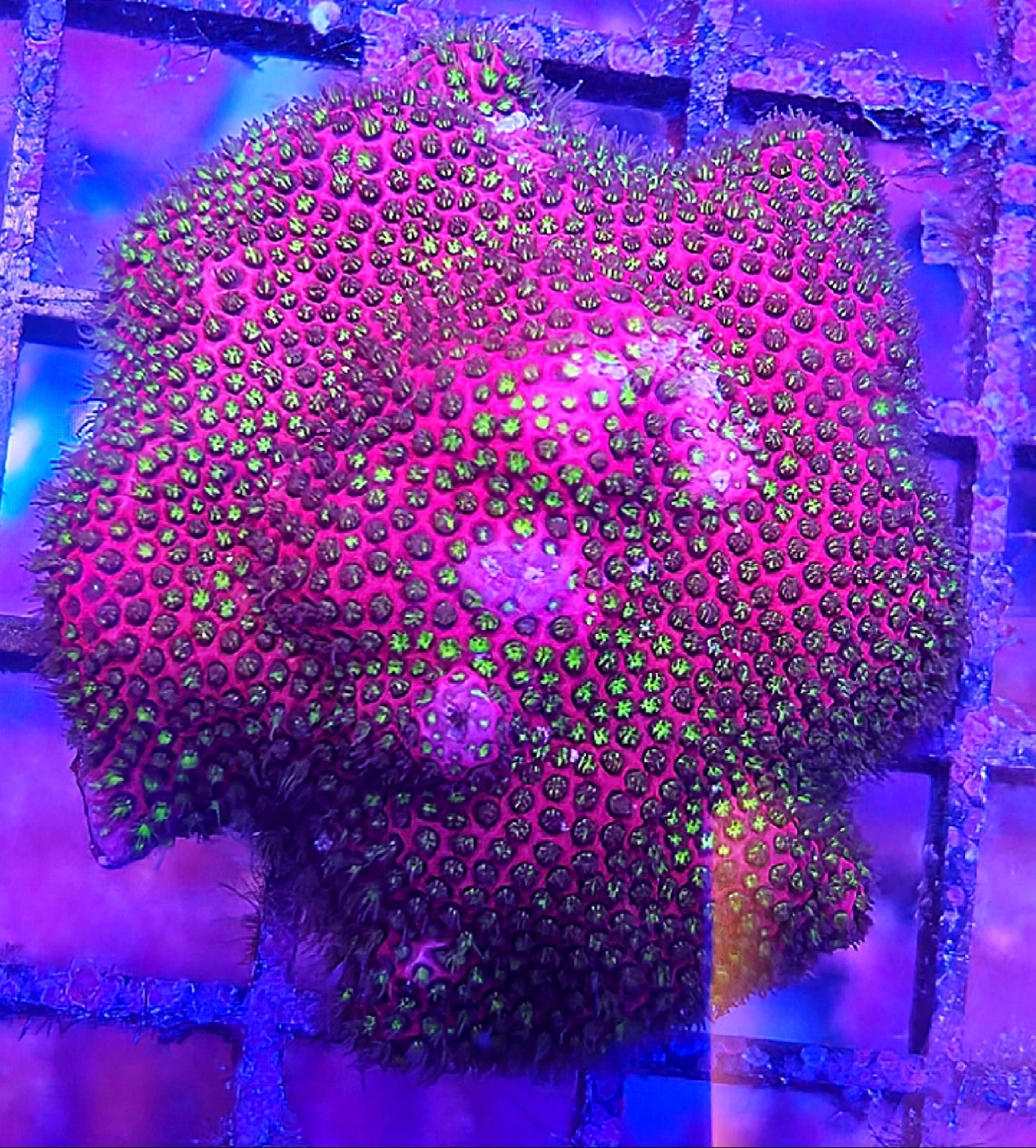 WYSIWYG Raspberry Fields Monti frag