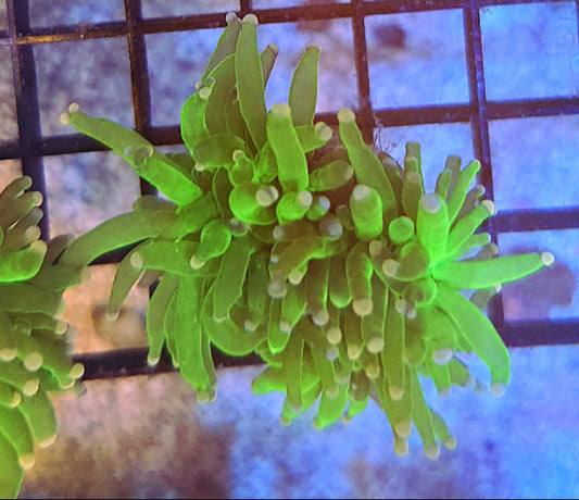 WYSIWYG Cotton Candy Torch coral - Shipwreck Cove Corals