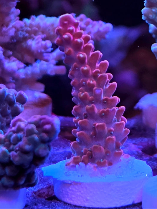 WYSIWYG Red Tide Staghorn coral frag