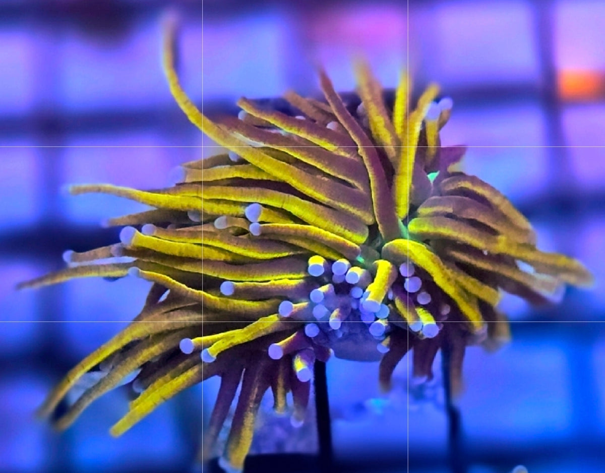 WYSIWYG Ultra Indo Gold Torch Coral 1 Head