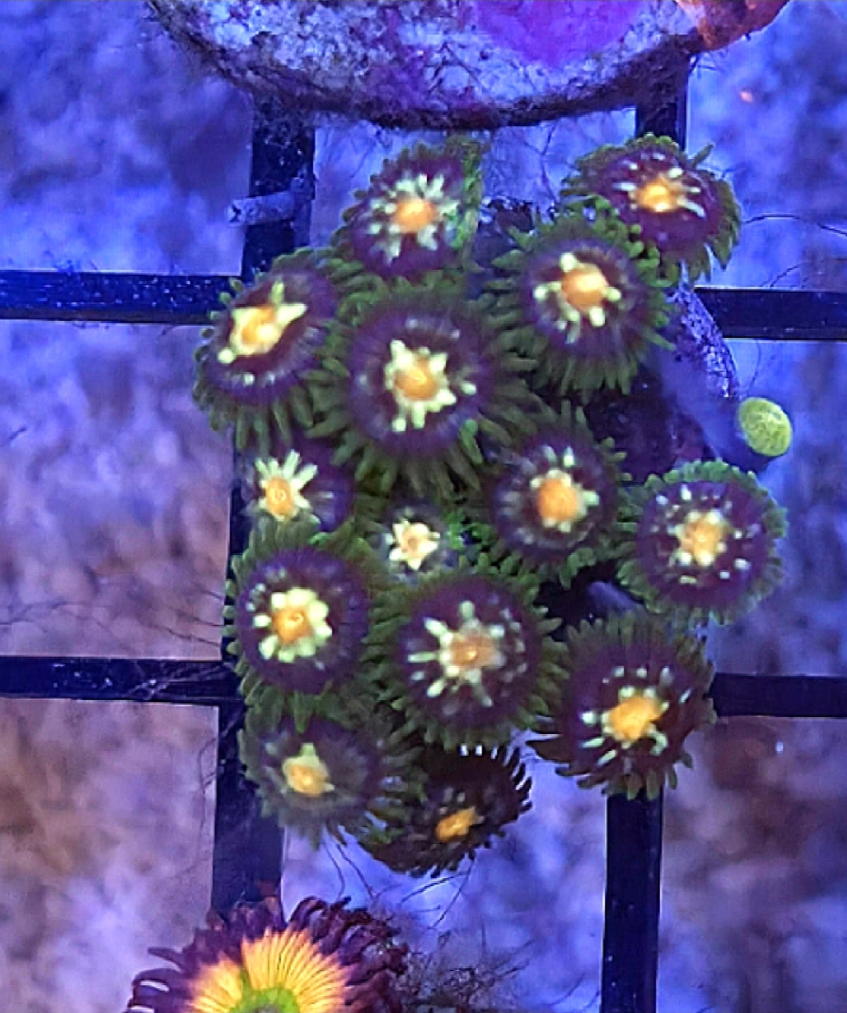 WYSIWYG Daisy Cutter Zoa Coral Frag 14+Heads