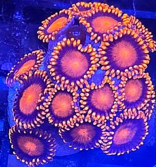 WYSIWYG Orange BamBams zoa coral 15+heads