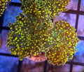 WYSIWYG 3 Head Ultra Orange Octo Coral Frag