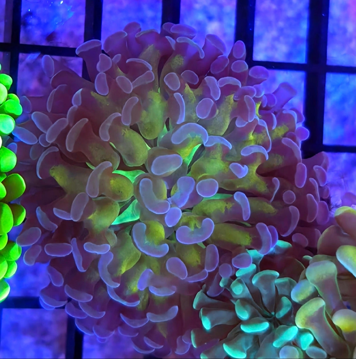 WYSIWYG Tri-Color Green Mouth Hammer Coral Frag