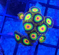 WYSIWYG Rasta Zoa Frag 10+Heads