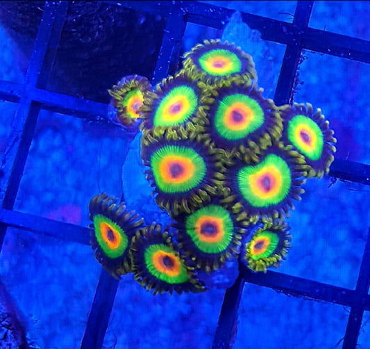WYSIWYG Rasta Zoa frag 10+heads