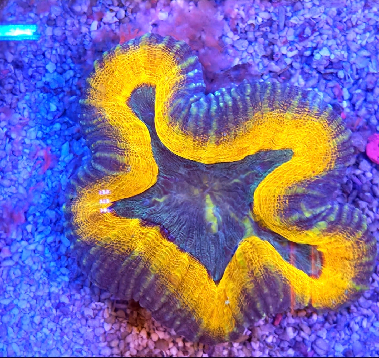 WYSIWYG Tangerine Dream Lobo - Shipwreck Cove Corals